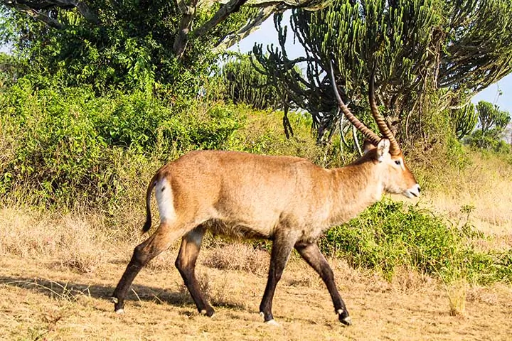 Water Buck